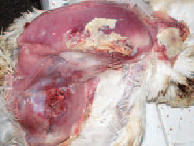 some cases of E. coli septicaemia, accumulation of exudate between the superficial and deep pectoral muscles is observed.