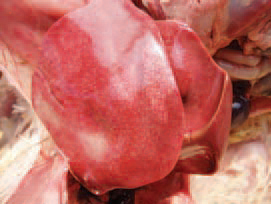 E. coli septicaemia secondary to enteritis.