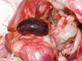 E. coli septicaemia secondary to enteritis.