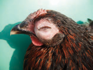 Panophthalmitis (inflammation of all tissues of the eyeball). Generally, it develops secondary to E. coli septicaemia and is usually unilateral.