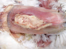 Bursitis sternalis (inflammation of the sternal bursa). The bursa is enlarged in a various extent and filled with inflammatory exudate. The diagnosis of coli - infections is based on isolation and typization of pathogenic E. coli serotypes. Many other bacteria (salmonellae, pasteurellae, staphylococci etc.), viruses, chlamydiae and mycoplasmae should be excluded as possible aetiological agents. The prevention should aim at minimizing the probability of faecal contamination of eggs. This implies the maintenance of clean nests, discarding floor eggs and removal of eggs that are cracked or contaminated with faeces. Breeder eggs should be fumigated or disinfected in the farm prior to their transportation in the storage premise. The treatment is effective if initiated soon after testing the antibacterial sensitivity of isolates.