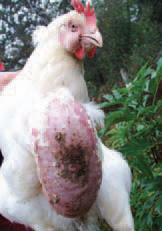 . Bursitis sternalis (inflammation of the sternal bursa). The bursa is enlarged in a various extent and filled with inflammatory exudate. The diagnosis of coli - infections is based on isolation and typization of pathogenic E. coli serotypes. Many other bacteria (salmonellae, pasteurellae, staphylococci etc.), viruses, chlamydiae and mycoplasmae should be excluded as possible aetiological agents. The prevention should aim at minimizing the probability of faecal contamination of eggs. This implies the maintenance of clean nests, discarding floor eggs and removal of eggs that are cracked or contaminated with faeces. Breeder eggs should be fumigated or disinfected in the farm prior to their transportation in the storage premise. The treatment is effective if initiated soon after testing the antibacterial sensitivity of isolates.