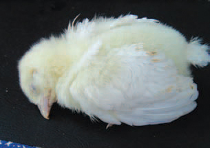 Fig. 1. Congestion (overfilling of blood vessels with red blood cells) of the liver as an initial manifestation of E. coli septicaemia in a broiler chicken. H/E, Bar = 40 µm.