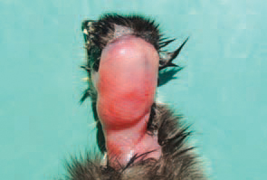  The overlying skin is often macerated and the down-fallen and easily detached with the superficial epidermal layer. Most commonly, the Pseudomonas infection originates from hatcheries.