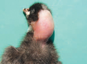 P. aeruginosa infection via a contaminated injectable Marek's vaccine. About 24h after the vaccination, nervous signs are appearing: incoordination, ataxia, unilateral lameness (if the vaccination is manual). Automatically vaccinated chickens exhibit subcutaneous oedemas in the region of the neck, sometimes involving the head.