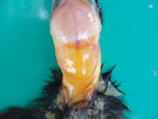 Subcutaneously, serous or haemorrhagic oedemas are detected. P. aeruginosa is a motile. Gram-negative, non-sporing rod. The microorganism is an aerobe, grows on ordinary bacteriological media and produces a green pigment composed by fluorescein & pyocyanin that has a characteristic fruity odour.