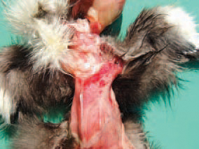 Sometimes, subcutaneous haemorrhages in the muscles are present