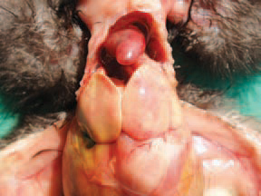 In the liver, hyperaemia, subcapsular haemorrhages and dystrophy are detected.