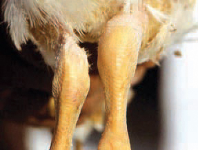 Arthrrtes and periarthrites are encountered in broilers as well as in growing birds. Tibiotarsal joints are most commonly affected. The skin and the mucous coats are the entrance door of the infection. The prevention is based upon detection and elimination of the causative agent. The strict hygiene in hatcheries and throughout the injection of birds is essential for the prevention of Pseudomonas infection. The test of isolates1 sensitivity is of most importance for the treatment, because the microorganism is resistant to a high number of antimicrobial drugs.