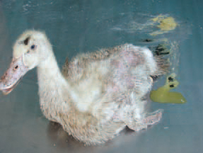 Riemerella anatipestifer (RA) infection is a contagious disease in domestic ducks, turkeys and other fowl. It is encountered as acute or chronic septicaemia and is characterized with serous fibrinous polyserosites. The respiratory tract could be also affected. The ducklings at the age of 18 weeks are especially susceptible. Clinically, sneezing, cough, trembling of the head and neck, ataxia and greenish diarrhoea could be present.