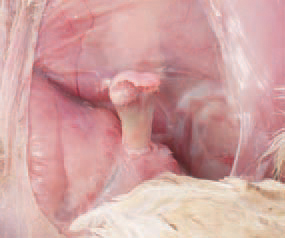 As a sequel to septicaemia, osteomyelitis could occur. The lesions are usually detected in the region of the proximal femur, where inflammatory necrotic foci in the bone marrow and partial or complete fracture of the femoral head are observed.