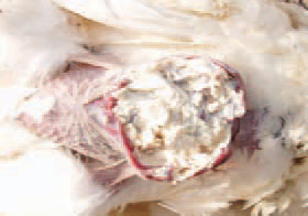 . Other local forms of staphylococcosis are sternal bursites. The sternal bursa is enlarged at a various extent because of gathering of purulent substance. Sometimes, the covering skin is necrotized. The microorganism is widely distributed in the environment and mainly on the skin. Most of Staphylococcus oureus-induced lesions are associated with skin injuries, debeaking, finger cuts. All categories of birds are affected. Toxicogenic strains are able to induce food intoxications.