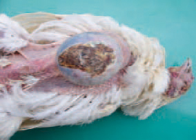 . Other local forms of staphylococcosis are sternal bursites. The sternal bursa is enlarged at a various extent because of gathering of purulent substance. Sometimes, the covering skin is necrotized. The microorganism is widely distributed in the environment and mainly on the skin. Most of Staphylococcus oureus-induced lesions are associated with skin injuries, debeaking, finger cuts. All categories of birds are affected. Toxicogenic strains are able to induce food intoxications.