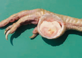 Plantar abscesses are a kind of local purulent inflammation. They are located on the plantar surface or adjacently to it and appear following puncture wounds. Staphylococci are moderately resistant to common disinfectants. Chlorine-containing disinfectants are efficient in the absence of organic matter.