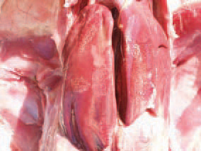 In a septicaemic staphylococcal infection, hyperaemia, enlargement and various-degree coagulation necroses in the liver or the spleen are observed. As staphylococci are ubiquitous, their presence could not be prevented. The measures should be directed toward minimizing the possibilities for traumas of skin, respiratory and intestinal mucosa.
