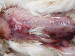 A typical secondary infection is staphylococcal gangrenous dermatitis that is usually resulting from immunosuppressive infections (IBD, CIA). Affected skin areas are dark red to blue-greenish, moist and sharply defined from the adjacent healthy skin.