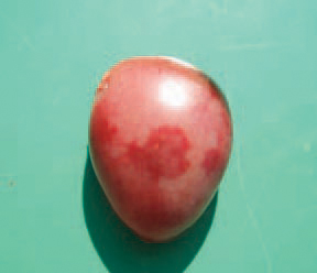 Other lesions related to endocardites, are heart, liver and spleen infarctions. Liver infarctions are usually peripherally located on margins, have a pale creamy colour and are sharply demarcated. The penetration of the infection occurs mainly via the oral or aerogenic route, but could also enter through the injured skin, especially in battery cage layer hens. The differential diagnosis includes other bacterial septicaemias as staphylococcosis, fowl cholera, E. coli infections etc..