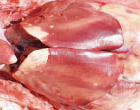 Other lesions related to endocardites, are heart, liver and spleen infarctions. Liver infarctions are usually peripherally located on margins, have a pale creamy colour and are sharply demarcated. The penetration of the infection occurs mainly via the oral or aerogenic route, but could also enter through the injured skin, especially in battery cage layer hens. The differential diagnosis includes other bacterial septicaemias as staphylococcosis, fowl cholera, E. coli infections etc..