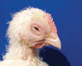 MG is characterized by respiratory symptoms and a prolonged course of the disease. Particularly susceptible are hens and turkeys at all ages. The aetiological agent is M. gallisepticum. In many cases however, the pathogenicity of the microorganism is enhanced because of its association with any or some of the following agents: E. coli, P. multocida, H. paragallinarum and IB or ND viruses. The most characteristic signs in adult flocks are tracheal rales, nasal discharge, coughing, decreased egg production. Most outbreaks are in broiler chickens older than 4 weeks. The course of the disease is more severe during the winter and in cases of associated infections. Often, conjunctivrtes, facial skin oedema and profuse tear secretion could be observed.