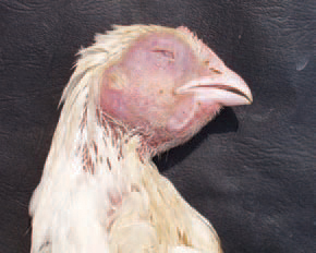 MG is characterized by respiratory symptoms and a prolonged course of the disease. Particularly susceptible are hens and turkeys at all ages. The aetiological agent is M. gallisepticum. In many cases however, the pathogenicity of the microorganism is enhanced because of its association with any or some of the following agents: E. coli, P. multocida, H. paragallinarum and IB or ND viruses. The most characteristic signs in adult flocks are tracheal rales, nasal discharge, coughing, decreased egg production. Most outbreaks are in broiler chickens older than 4 weeks. The course of the disease is more severe during the winter and in cases of associated infections. Often, conjunctivrtes, facial skin oedema and profuse tear secretion could be observed.