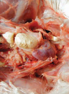 In older cases, the content of air sacs is dense and compact. A vertical transmission is done through the eggs of some unapparent carriers. The infected progeny transmits the agent horizontally via airborne route, by coughing or contaminated forage, water and environment.
