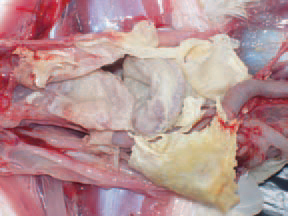 most common gross finding is aerosacculftes, the air sacs being filled with fibrinous caseous exudate. The majority of routine chemical disinfectants are effective against M.gallisepticum that rarely survives longer than a few days away from the host. The birds could carry the microorganism and be asymptomatic until the disease is triggered by stress factors such as change of the premise, the diet or weather, vaccinations against or infections with IB or ND, increased levels of dust or ammonia.