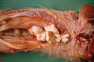 Affected birds get progressively exhausted. When the joints and tendon sheaths are open, a serofibrinous exudate is most commonly observed. The aetiological agent is M. synoviae. The microorganism shows a certain tropism to synovial structures as joints and tendon sheaths. An important route of dissemination of the agent is the transovarial trans-mission. The distribution by a horizontal route via the respira-tory tract is also possible. The commonly used means of diagnostics is ELISA. MS infections should be differentiated from staphylococcal infections, reoviral arthritis and RGT (see RGT).