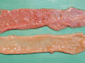 Throughout the simultaneous occurrence of NE and cocci-dioses, the content of the lumen is bloody, mixed with necrotic detritus and gas bubbles. The diagnosis is based on the distinctive gross lesions. When necessary, a histological investigation is performed or attempts for isolation of the causative agent. NE should be distinguished from ulcerative enteritis and some small intestinal cocci-dioses. The control should be aimed at predisposing factors. An appropriate medication of feeds is recommended. A good effect is obtained with oxytetra-cycline dihydrate (OTC 50% premix). NE could be effectively treated with doxy-cycline hydrochloride, amoxicillin etc.