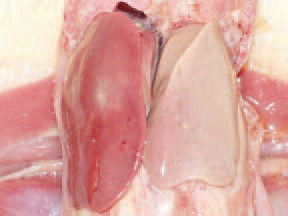 . Most commonly, necroses are distinguished on the background of a marked parenchymatous dystrophy, affecting partially or totally (uni- or bilaterally) the liver.