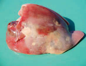 In some instances, necrotic foci involve large parts of the liver and are infiltrated by haemorrhages. The aetiolo-gical agent is distributed with the excreta of acutely ill and recovered birds and persists in soil for many months. The incubation period is 1 - 3 days. The death rate in chickens varies from 2% to 10% and in quails reaches 100%. The outbreaks of UE in chickens are often associated with or come after coccidioses, CIA, IBD or stress conditions.
