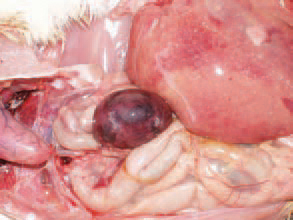 The spleen could be enlarged, hyperaemic, haemorrhagic and some-times, with necroses. The diagnosis is based on the typical gross lesions. When needed, imprint preparations are made, a histological study is performed or attempts for isolation and identification of the aetiological agent are made. UE should be differentiated from NE, coccidiosis and histomonosis (typhlo-hepatitis).