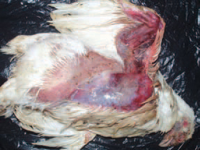The gangrenous dermatitis (GD) is a disease affecting fattening and growing birds, characterized with necrotization of different skin areas and a severe cellulitis of the subcutaneous tissue. The sudden and quick increase in death rates is often the first signal for the incidence of GD. The affected birds die after less than 24 h. The death rate is from 1% to 60%. The lesions are dark red to blue green macerated skin areas, usually featherless, beginning generally from wings and the adjacent areas.