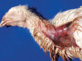 . Most outbreaks are encountered in broilers at the age of 4 - 8 weeks. The disease is also observed in stock layer hens at the age of 6 - 20 weeks and broiler parents at the age of 20 weeks. The outbreaks are frequently observed in extremely wet and warm premises. The gangrenous dermatitis affects birds while still alive. In more s evere cases, the gangrene could begin and involve the skin of the head, neck and the breast. Affected skin is macerated or totally necrotic, resulting in exposure of underlying tissues in a number of cases.