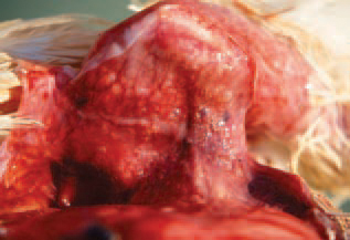 Under the affected skin, extensive haemorrhagic oedemas with or without gas (emphysema) are discovered. The Clostridia are encountered in soil, faeces and the intestinal content. Staphylococci usually inhabit the skin and mucous coats of birds.