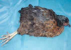 The transmission of spirochaetosis is related to the distribution of the fowl tick Argas persicus that is the reservoir and main vector. Hens, turkeys, geese, ducks, pheasants etc. from all ages are susceptible. At a later stage, paresis and paralysis are developing, the birds become somnolent and comatose.