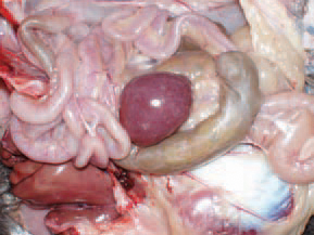 . A typical finding for spiro-chaetosis is the enlarged spleen with marble-like appearance. A. persicus remains infective for over 430 days and transmit spiro-chaetes to its progeny. Spirochaetes could be identified in Giemsa-stained blood smears. In the late stage of the disease, spirochaetes could not be detected.