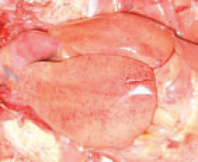 IBH outbreaks are encountered primarily in meat type chickens, most commonly at the age of 3-8 weeks. IBH often occurs as a secondary infection to immunodeficiency resulting from other diseases (IBD, CIA). On the background of dystrophic liver changes, haemorrhages of various intensity and size are outlined, thus creating a variety of liver lesions.