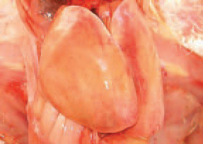 The viral inclusion body hepatitis (IBH) is an adenovirus infection characte-rized by haemorrhages and dystrophic necrobiotic changes in the liver and kidneys, accompanied by intranuclear inclusion bodies. A characte-ristic macroscopic lesion is the enlarged, dystrophic liver with yellowish colour and crumbly texture.