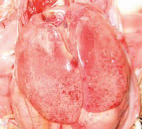Throughout IBH outbreaks, several serotypes from the 12 known avian adenoviruses (AAVs) of group I are isolated. The sick chickens cany the virus in their excreta, kidneys, tracheal and nasal mucosa. The virus is resistant to many environmental factors and could be easily trans-mitted by a mechanical route. The transmission of adenoviruses is realized vertically by breeder eggs and horizontally, via excreta (mainly faeces). In a number of cases, the dominating lesion is the massive mottled or striated haemorrhages of the liver.