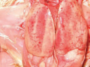 Throughout IBH outbreaks, several serotypes from the 12 known avian adenoviruses (AAVs) of group I are isolated. The sick chickens cany the virus in their excreta, kidneys, tracheal and nasal mucosa. The virus is resistant to many environmental factors and could be easily trans-mitted by a mechanical route. The transmission of adenoviruses is realized vertically by breeder eggs and horizontally, via excreta (mainly faeces). In a number of cases, the dominating lesion is the massive mottled or striated haemorrhages of the liver.