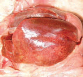 IBH is characterized by a sudden onset and a sharply increased death rate that reaches peak values by the 3rd - 4th day and returns back within the normal range by the 6th - 7th day. The total death rate is usually under 10% but sometimes could attain 30%. More rarely, macro-scopically visible necrotic foci could be detected in the liver.