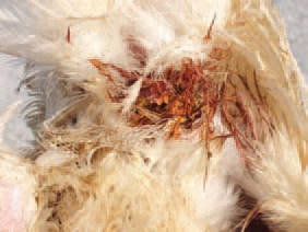 The haemorrhagic enteritis (HE) is an acute viral disease in young turkeys, characterized by a sudden onset, bloody faeces and various, but often high death rate. Blood discharge from the vent (187), fresh blood in faeces or melena (188) could be observed.