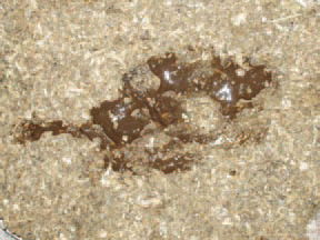 The haemorrhagic enteritis (HE) is an acute viral disease in young turkeys, characterized by a sudden onset, bloody faeces and various, but often high death rate. Blood discharge from the vent (187), fresh blood in faeces or melena (188) could be observed.