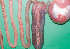 HE is observed in turkeys at the age of 6 - 11 weeks but most commonly at the age of 7 - 9 weeks. As an exception, HE could be observed in turkeys under 4 weeks of age, presumably due to maternal antibodies. The small intestine, especially the duodenum, has a dark red colour and ramiform blood vessels prominating under the serous coat, and sometimes, haemorrhages are seen through the intestinal wall.
