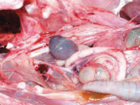 Later, the spleen reduces its size 2-3 times and acquires a specific silvery-grey colour. The serological studies show that HEV is widely distributed among adult turkeys. There is no evidence for vertical transmission. HEV is spread horizontally by ingestion of faeces of infected turkeys. Contaminated litter, equipment, shoes, other birds, rodents etc. are also important in the transmission of the infection.