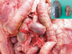 Later, the spleen reduces its size 2-3 times and acquires a specific silvery-grey colour. The serological studies show that HEV is widely distributed among adult turkeys. There is no evidence for vertical transmission. HEV is spread horizontally by ingestion of faeces of infected turkeys. Contaminated litter, equipment, shoes, other birds, rodents etc. are also important in the transmission of the infection.