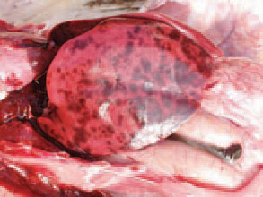 The liver is enlarged, crumbly and mottled with multiple haemorrhages, varying from petechiae to ecchymoses. Dead birds are in a good condition, with pale skin. Once having appeared in the farm, the infection is often recurring in other flocks. The HEV infection in turkeys results in a transient immunosuppression and consequently, a secondary E. coli septicaemia
