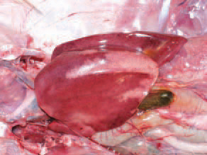 Less frequently, extensive necrotic foci, sometimes haemorrhagically infarcted, could be detected in the liver.
