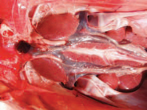The kidneys are enlarged and haemorrhagic.