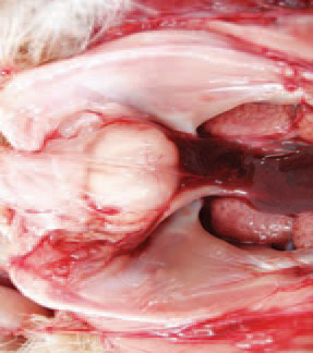 The IBD virus belongs to the Birnaviridae family of RNA viruses. Two serotypes are known to exist, but only serotype 1 is pathogenic. The virus is highly resistant to most disinfectants and environmental onditions. In contaminated premises, it could persist for months and in water, forage and faeces for weeks. The incubation period is short and the first symptoms appear 2-3 days after infection. The lesions in the bursa of Fabricius are progressive. In the beginning, the bursa is enlarged, oedematous and covered with a gelatinous transudate.